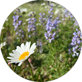 Allegra Marketing Print Mail - Boulder, Colorado