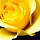 Sara Lynn, SDT Comm's profile photo