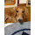 Satoshi Hirata's profile photo
