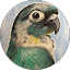 ParrotBoi
