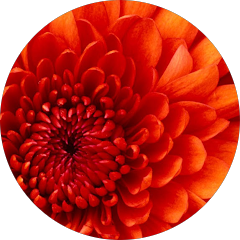 ריקי שבו Avatar