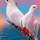 galal allam's profile photo