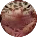 Legkan Legkan