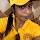 Sherlet Carr's profile photo