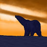 Image pertaining to MICKEY POLAR