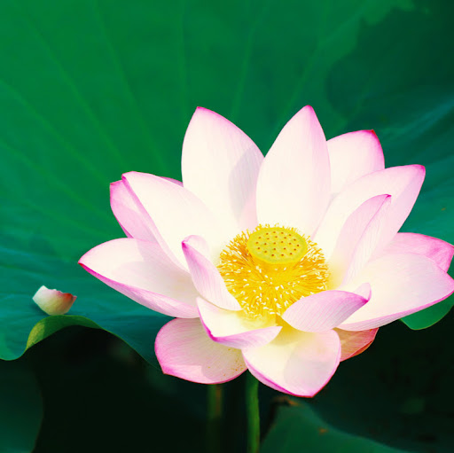 Thanh Ha