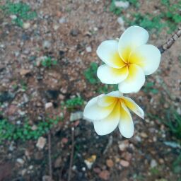 profile image of Chandrakala