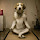 Meditating Dog