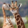 EdrawMax user profile image