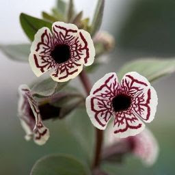 test-img