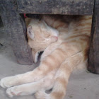 Utente: Cristian PAZ