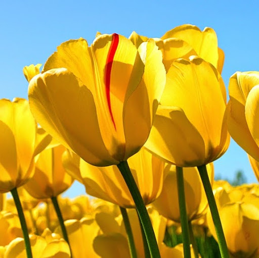 Uplatz profile picture of Umar Danlami Mohammed