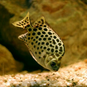 Chamen Cichlids