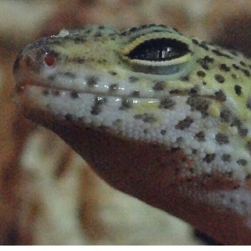 Gary Gecko