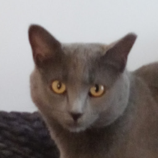 Image pertaining to VIKTORIIA PRUDKA