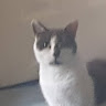 jasperagent