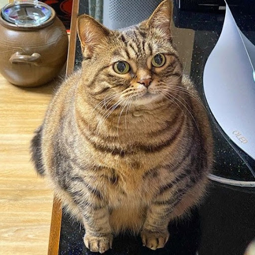 Image pertaining to FRANCE TYING