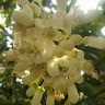 mẹ nữ chính =>