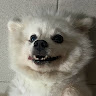 高郁淳