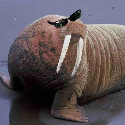 EpicWalrus 