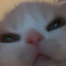 Image pertaining to TY DECK