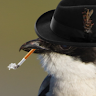 Notorious author photo 