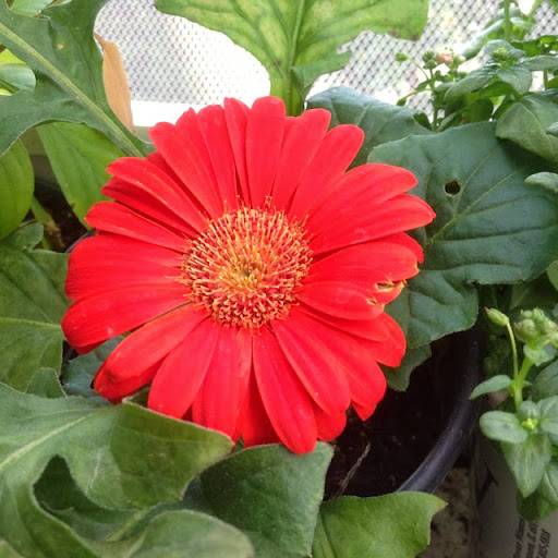 Deepthi Kolli profile