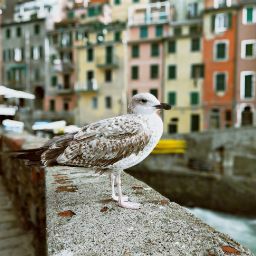 岩瀬 彬さんのプロフィール