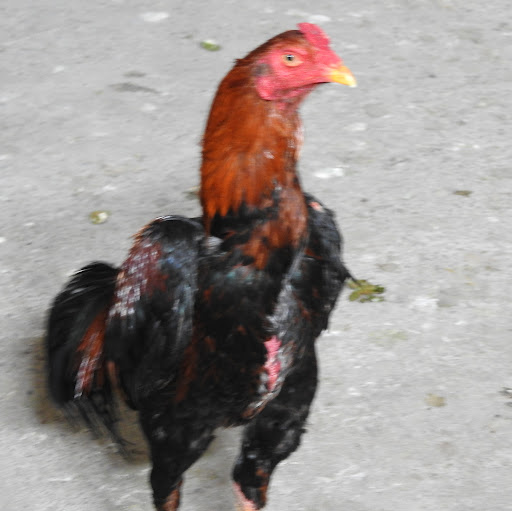 Abdullah Civelek