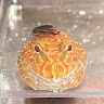 洪家綺