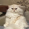 Image pertaining to KATSU THE DEV
