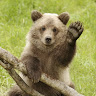 Bear Hung