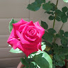 Created by
