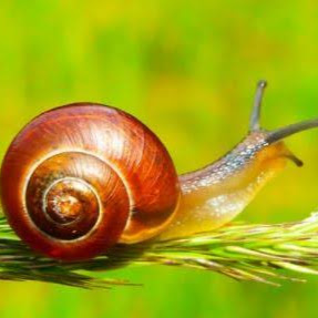 Image pertaining to SNAIL CATCHER
