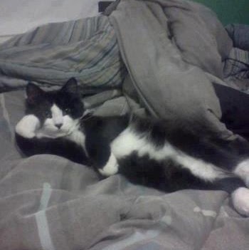 Image pertaining to EFRAIN CUTER