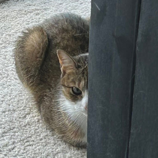 Ari