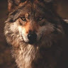 Image pertaining to JACOB BASZLER