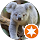 Krazy Koala review Kent Goodwill