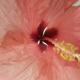 H. Pascal