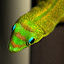 Day Gecko's user avatar