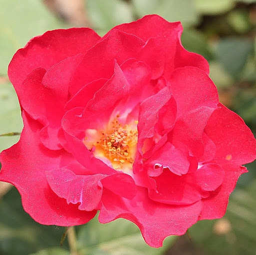 Zhu Zhe