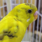 ผู้ใช้: Sanjana Kanugula