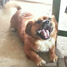 Lam Yu 0