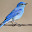 blue_birb's user avatar