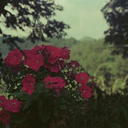 Foto Profil