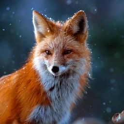 Winter Fox