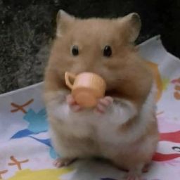 Avatar di Marema The Queen