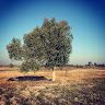 Writer: the1treefarm
