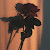 author-avatar
