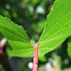 ユーザー: Jael Cortes Contreras